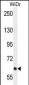PIK3R5 Antibody (C-term)